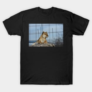 Liger T-Shirt